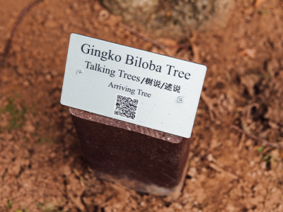 Gingko Biloba Tree